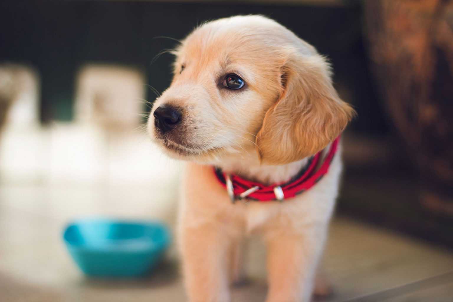 Kahve Falında Köpek Kahve Falı Sözlüğü ve Yorumları