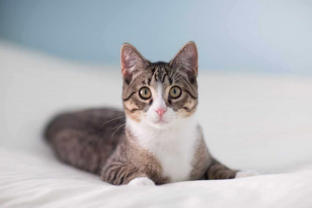 kahve falında kedi Kahve Falı Sözlüğü ve Yorumları