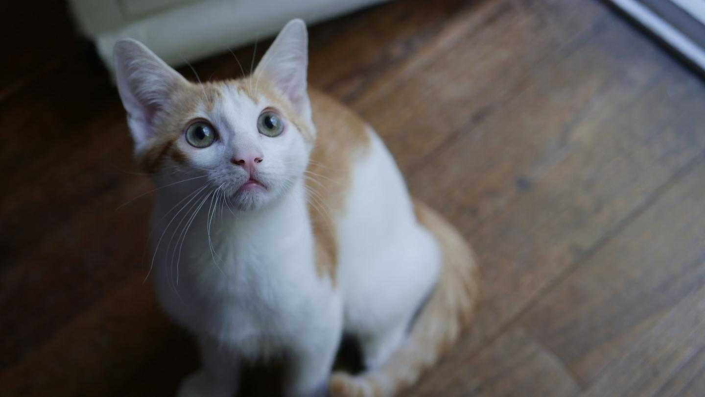 kahve falında kedi Kahve Falı Sözlüğü ve Yorumları