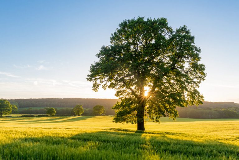 Sycamore Tree in Summer Field at Sunset, England, UK Kahve Falı
