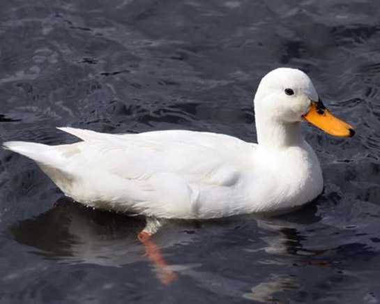 Kahve Falinda Penguen Gormek Binnaz Abla Nin Kosesi