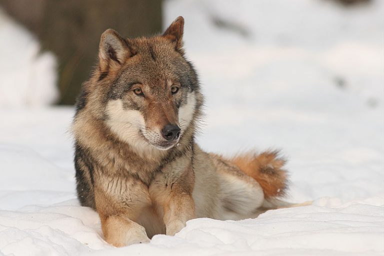 Canis_lupus Kahve Falı Sözlüğü ve Yorumları