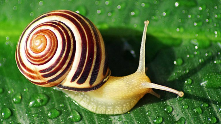 kahve falında salyangoz Kahve Falı Sözlüğü ve Yorumları
