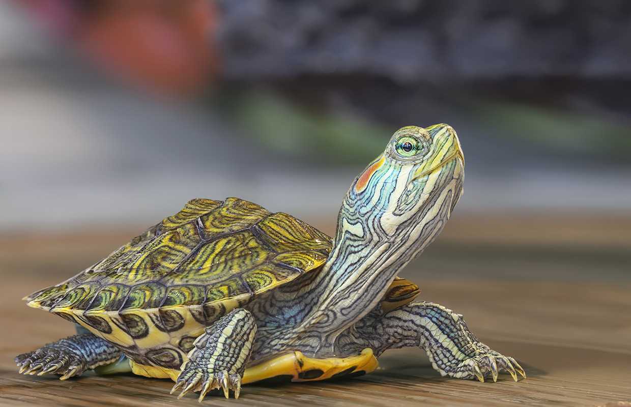kahve falında kaplumbağa kafası görmek Kahve Falı Sözlüğü ve Yorumları