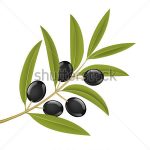 Zeytin Dalı