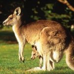 Kanguru Yavrusu