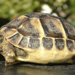 Kaplumbağa Kafası