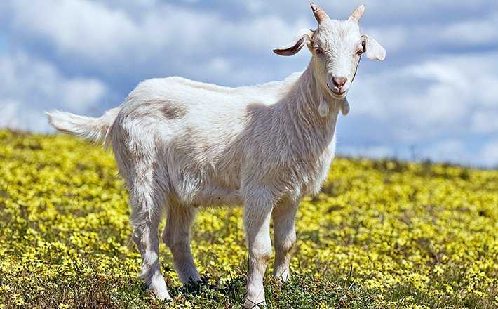 Rüyada dağ keçisi görmek