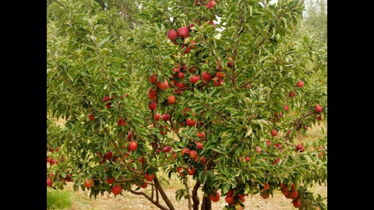 Ağaç Falı Nedir Ağaç Anlamları Nelerdir Ağaç Falı Nedir Ağaç Anlamları Nelerdir