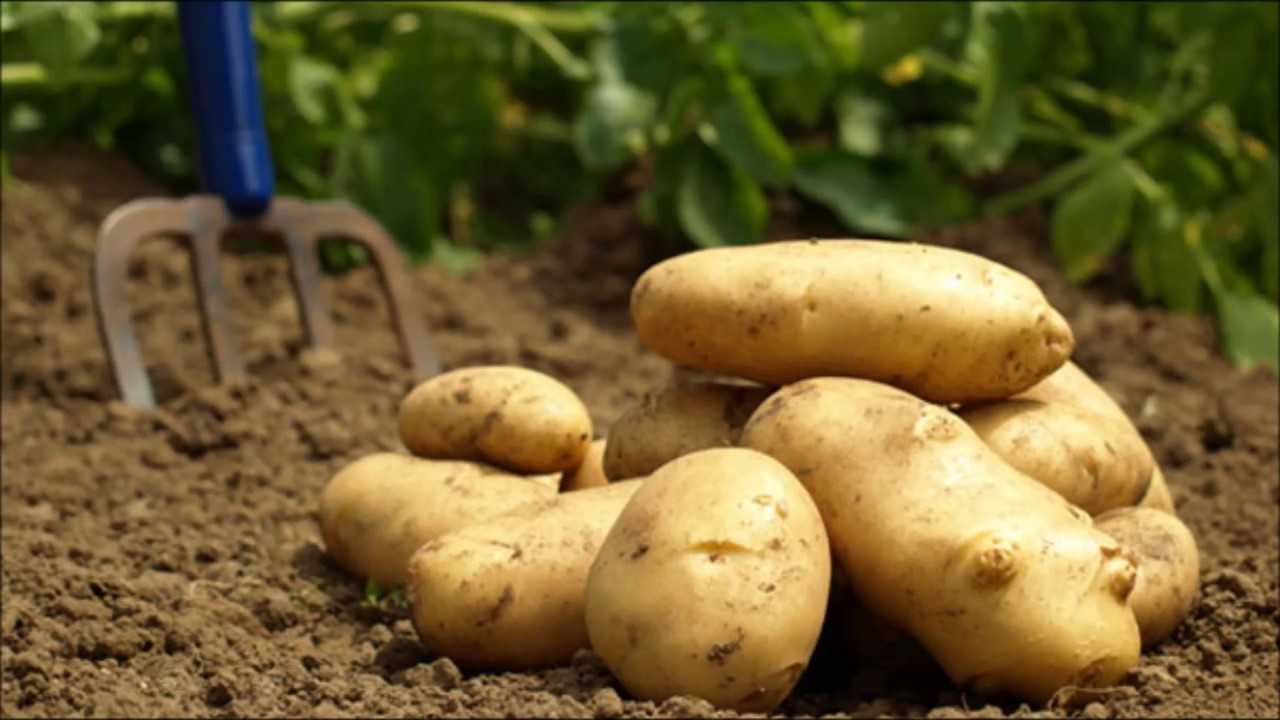Rüyada Patates Görmek